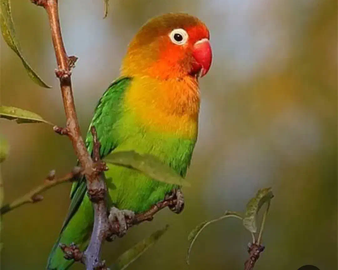 برزیلی گم شده|حیوانات|بندر ماهشهر, |دیوار