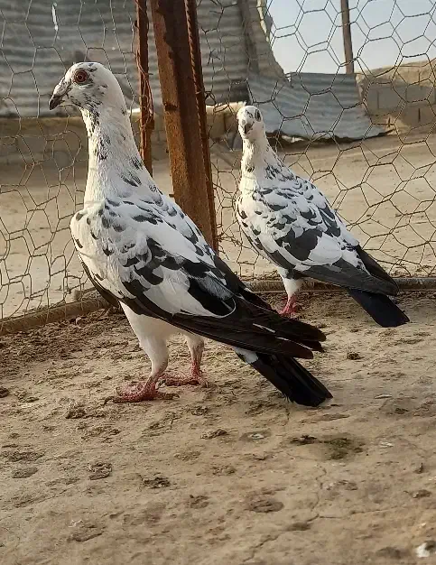 پلاکی|پرنده|اهرم, |دیوار