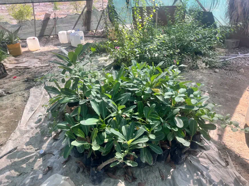 فروش نخل زینتی و گل یاس مصری و گل کاغذی|گل و گیاه طبیعی|بندرعباس, |دیوار