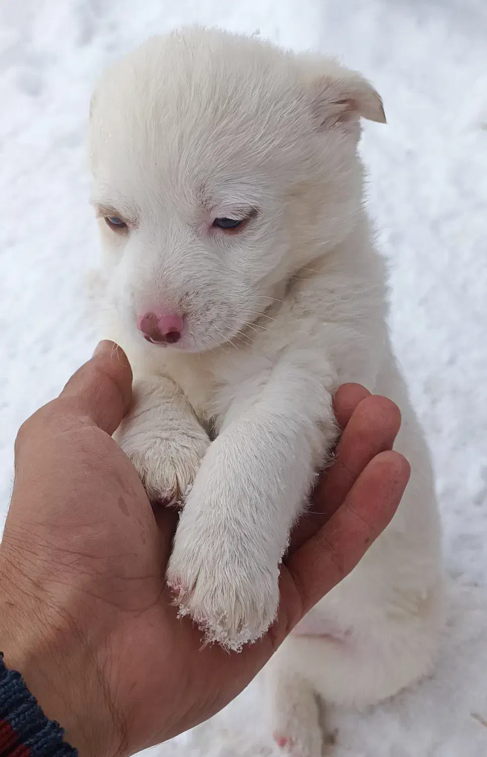 پاکوتاه فروشی|سگ|مراغه, |دیوار