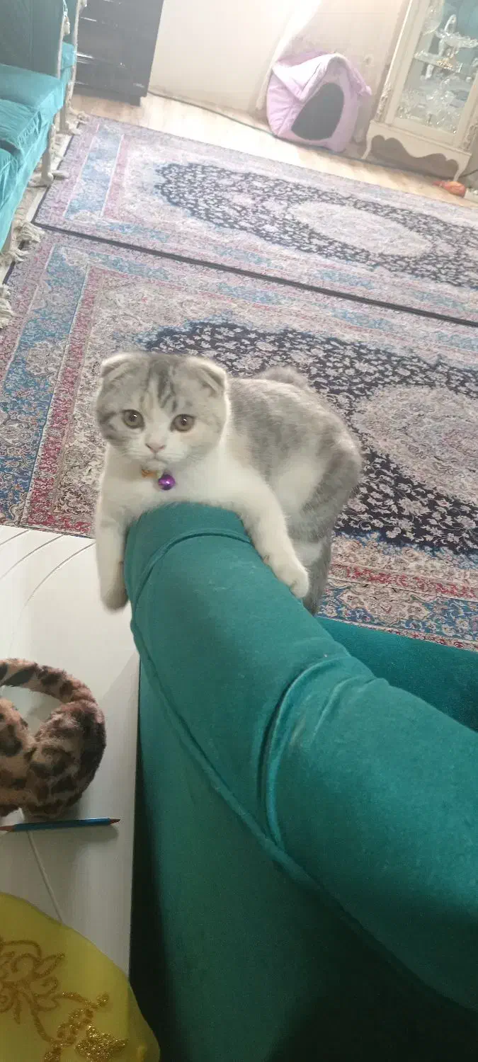 گربه بریتیش|گربه|اراک, |دیوار