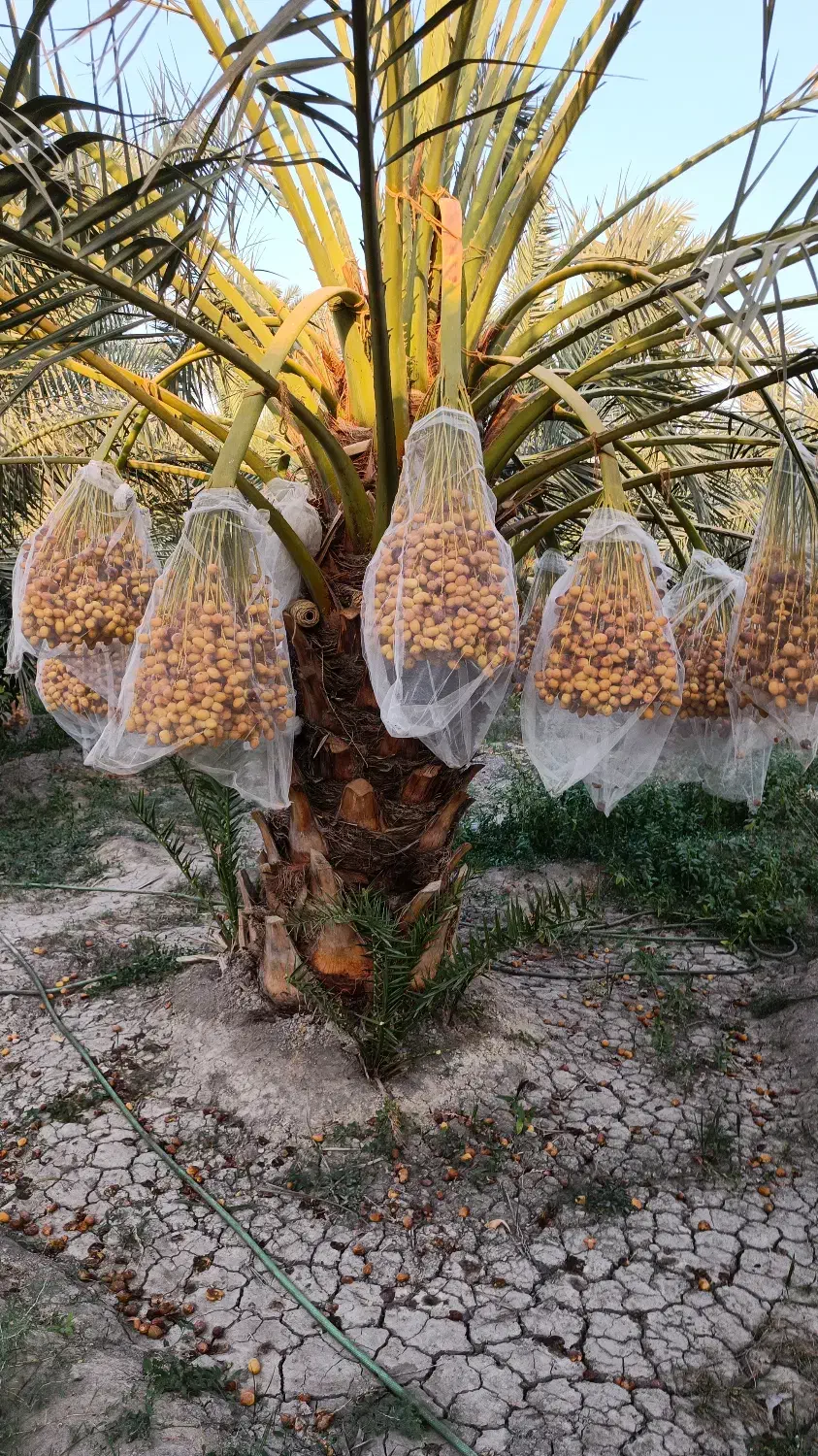 نهال خرمای برهی اصیل|خدمات باغبانی و درختکاری|رامهرمز, |دیوار