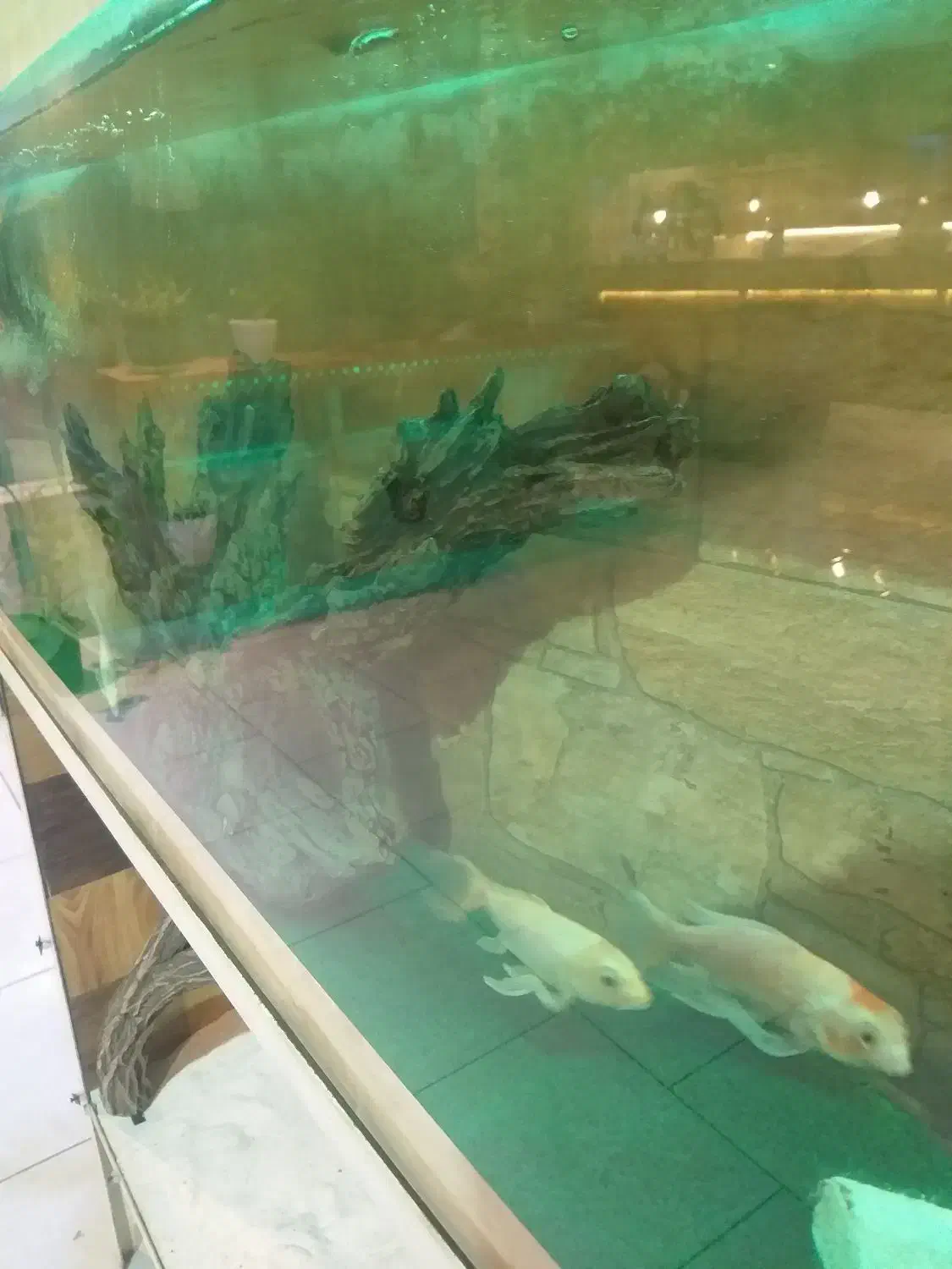 آکواریوم همراه ماهی باتمام لوازم و پایه متحرک|ماهی|گلبهار, شهر جدید گلبهار|دیوار