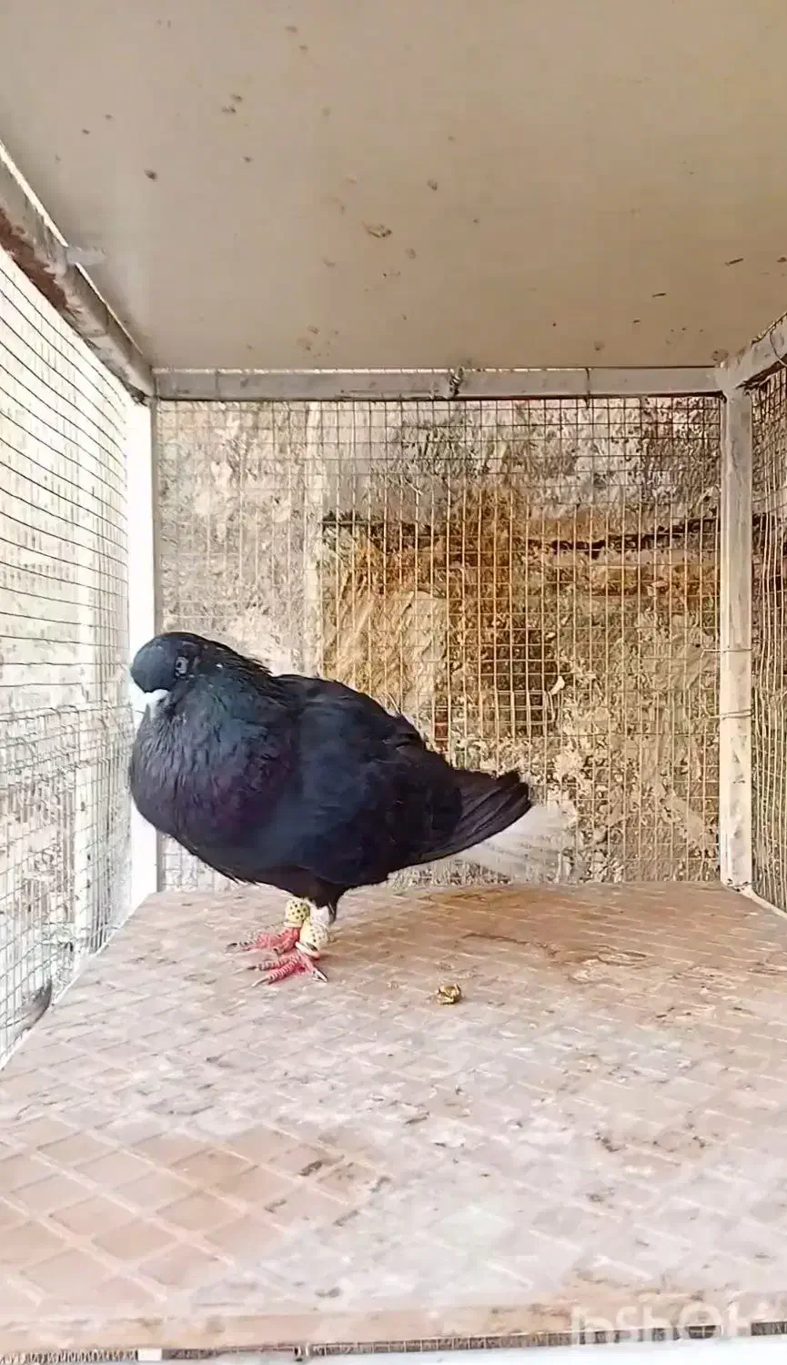 ندم سفید ۱۷دم|پرنده|بوئین زهرا, |دیوار