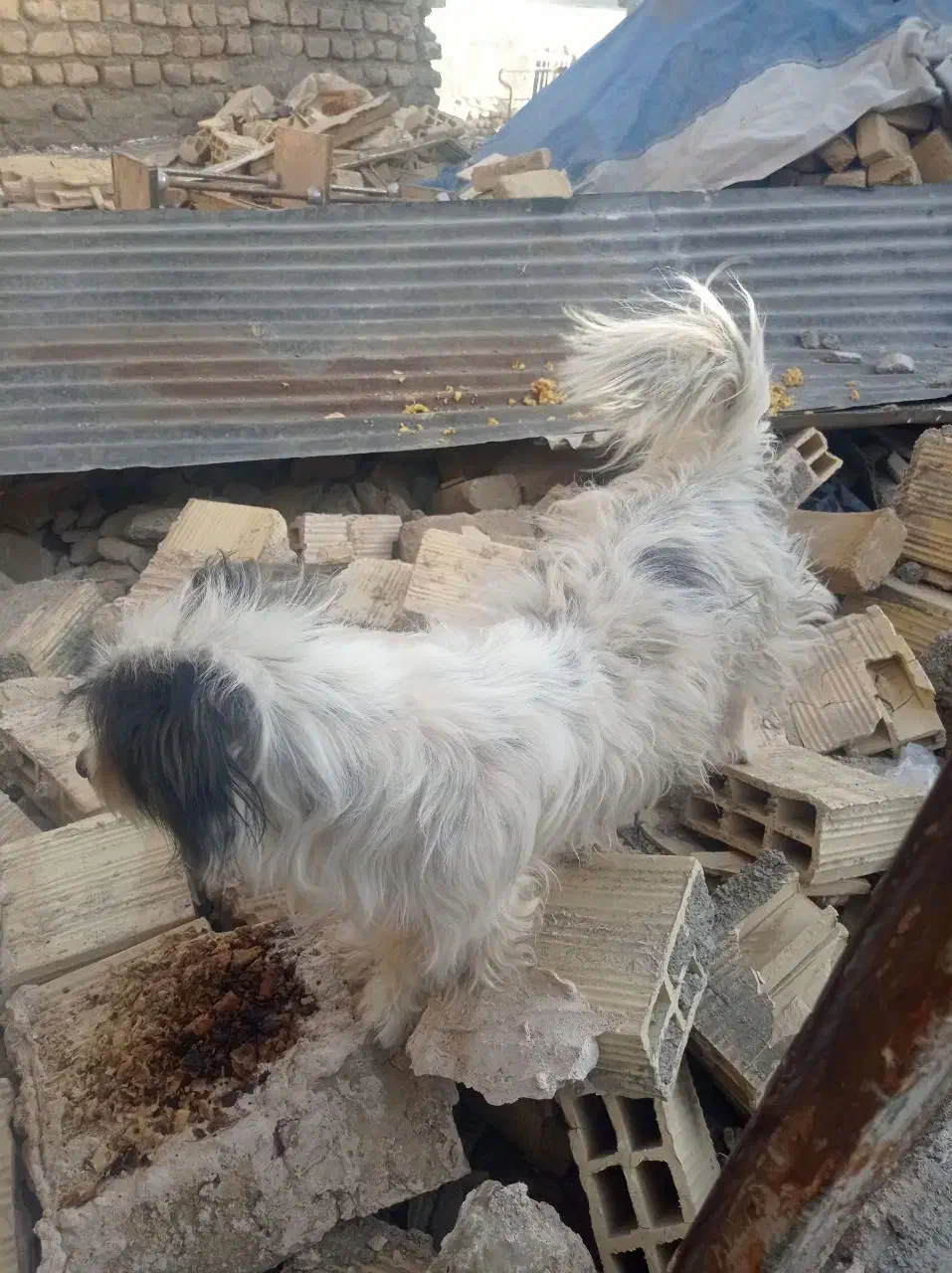 سگ پشمالو|سگ|تربت‌حیدریه, منظر|دیوار