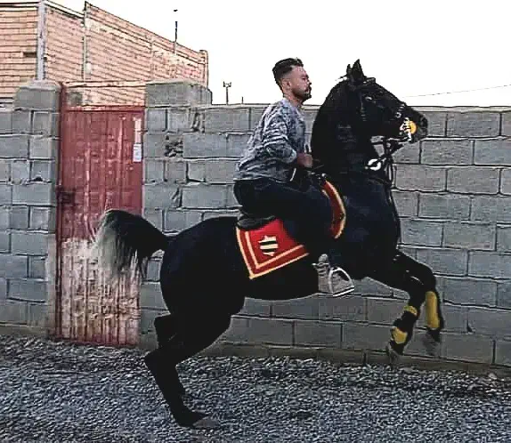 سوارکار|اسب و تجهیزات اسب‌سواری|کرج, شهرک رضوانیه|دیوار