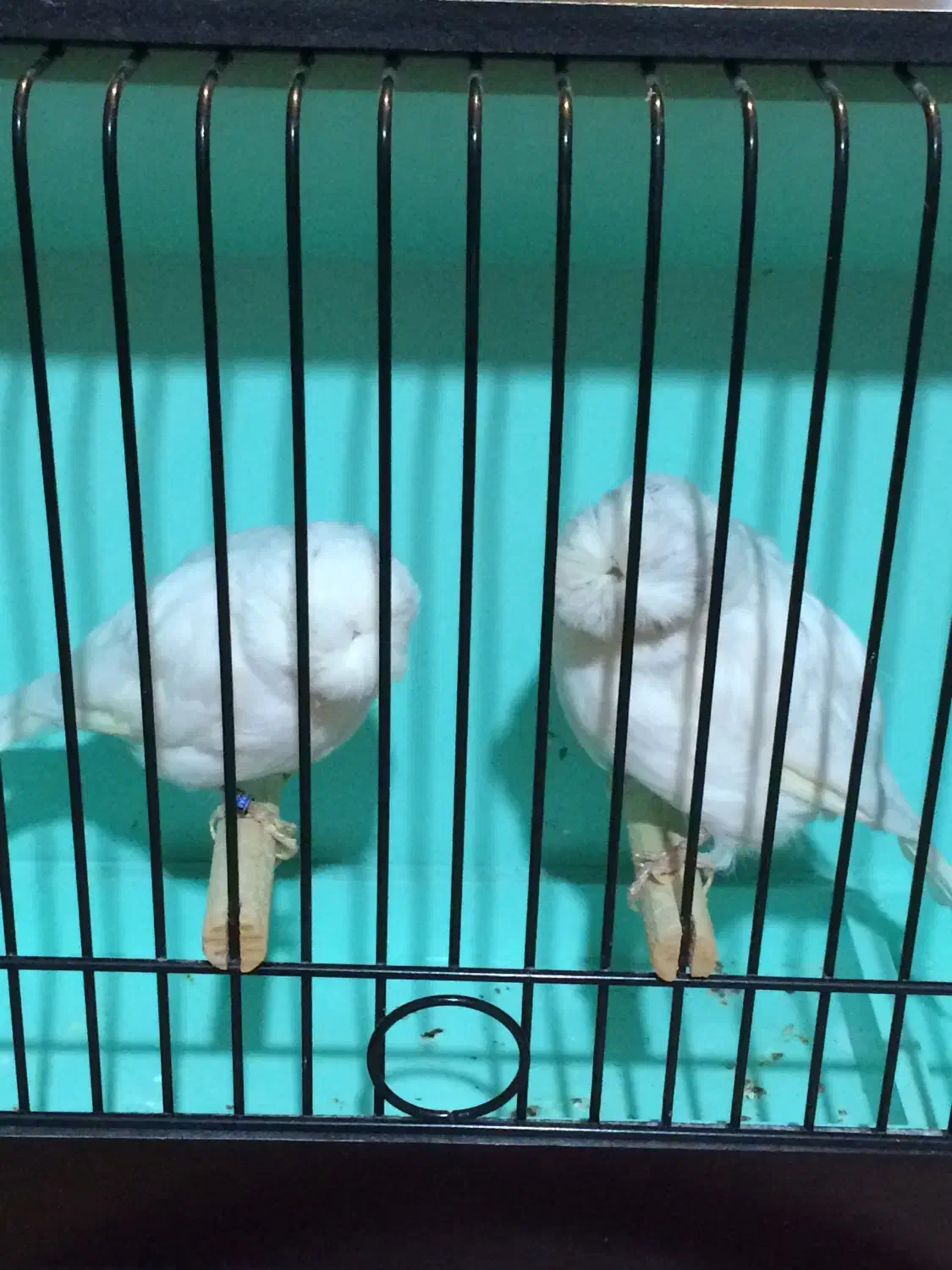 قناری گلاستر|پرنده|ری, هاشمآباد|دیوار