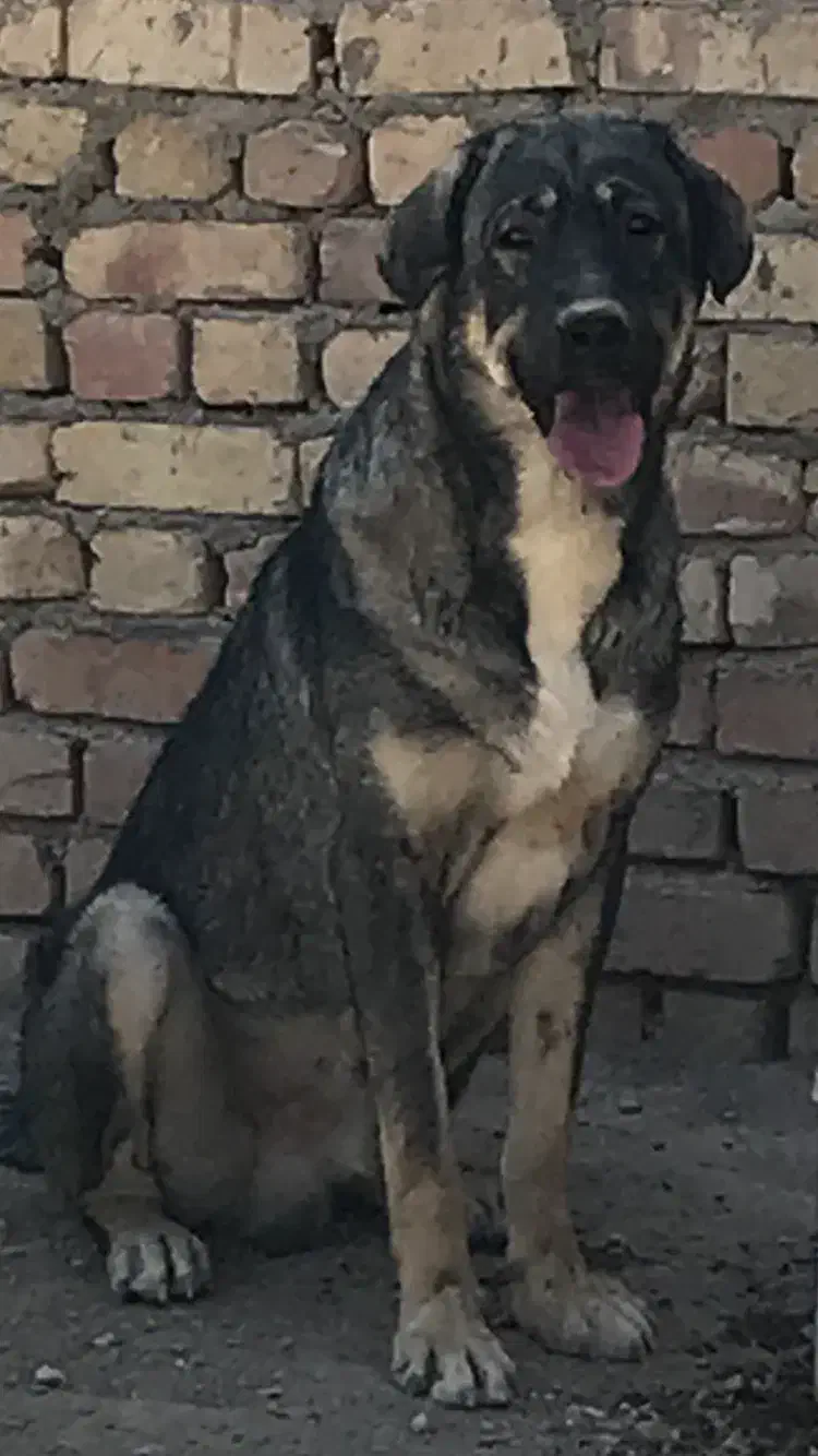 واگذاری سک پژدر|سگ|خمین, |دیوار