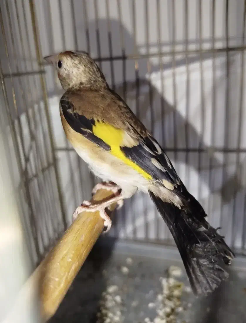 سهره چونه سفید نر|پرنده|مشکیندشت, |دیوار