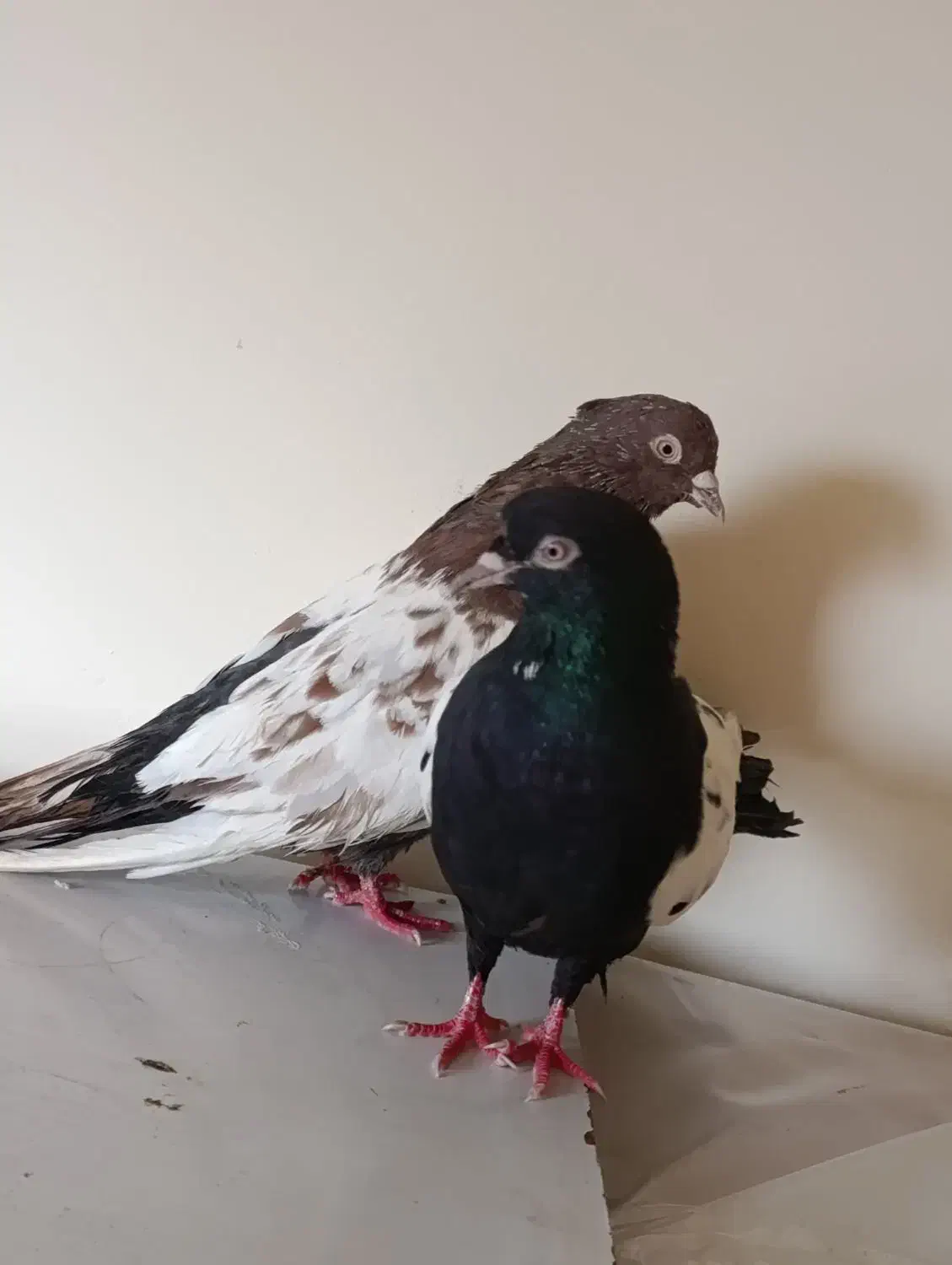 یک جفت سینه به ضمانت تخم جوجه|پرنده|مشهد, بهاران|دیوار