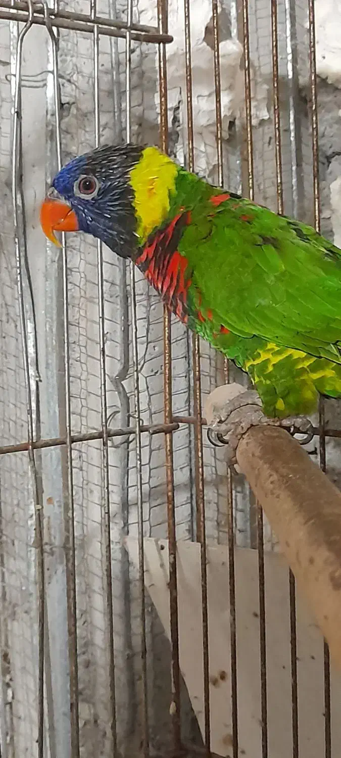 طوطی لری نر|پرنده|سلمان‌شهر, |دیوار