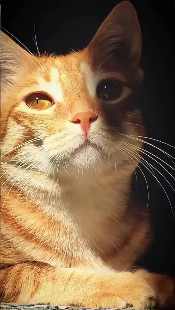 واگذاری گربه|گربه|مرودشت, تامین اجتماعی|دیوار