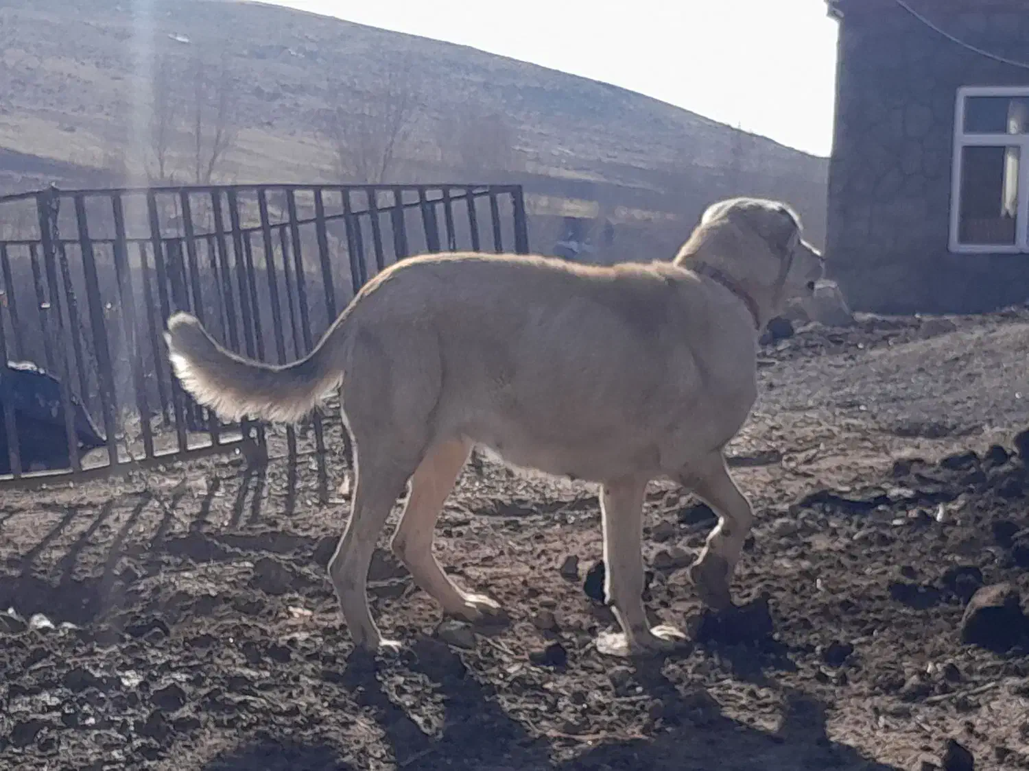 واگذاری سگ ماده سراب|سگ|ورزقان, |دیوار