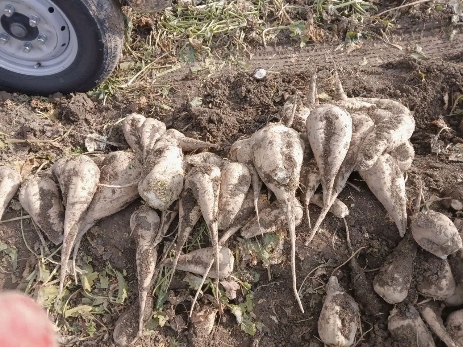 چغندر|عمده‌فروشی|بکتاش, |دیوار