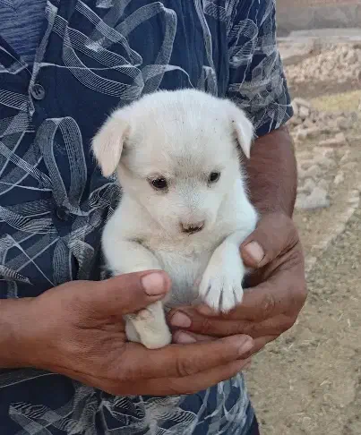 توله پامر وشیواوا|سگ|قنوات, |دیوار