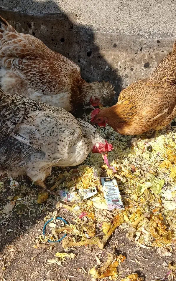 مرغ|حیوانات مزرعه|مشهد, شهید قربانی|دیوار