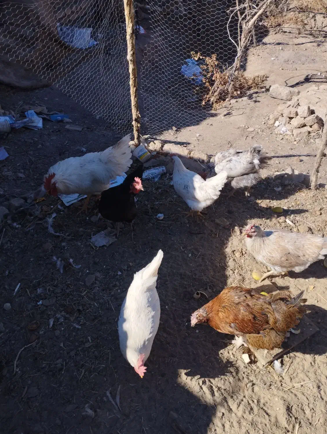 مرغ و خروس|حیوانات مزرعه|اسلامیه, |دیوار