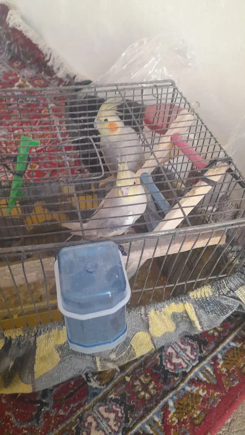 یک جفت عروس هلندی سالم و سرحال|پرنده|کوهدشت, |دیوار