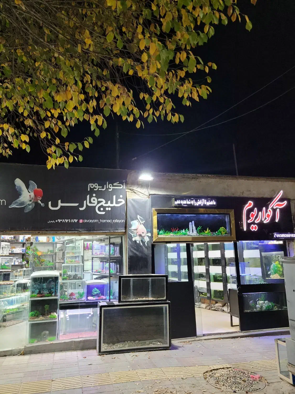 آکواریوم رفیعیان|ماهی|بروجن, |دیوار