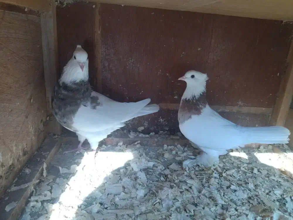 کبوتر|پرنده|تولم شهر, |دیوار