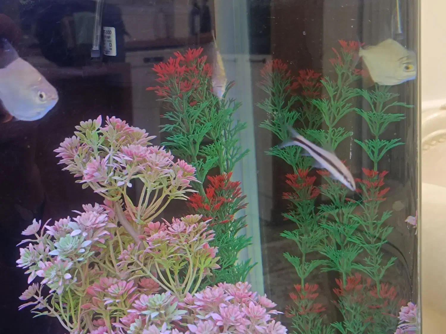 انواع ماهی|ماهی|تهران, دانشگاه شریف|دیوار