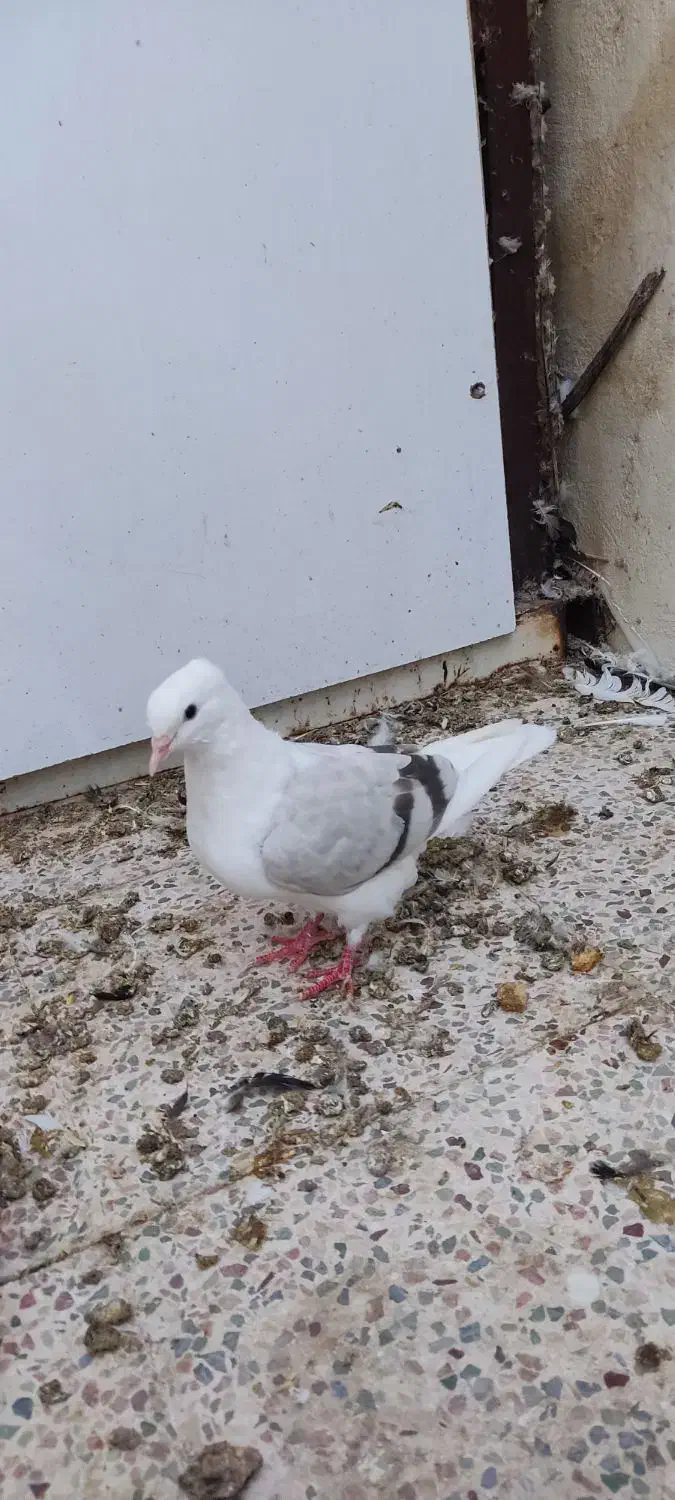 دوتا دوکت یا پشت آبی و کاغذی|پرنده|جم, |دیوار