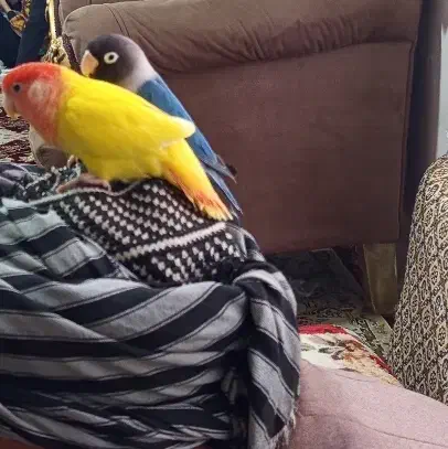 بریزیلی|پرنده|خاو و میرآباد, |دیوار