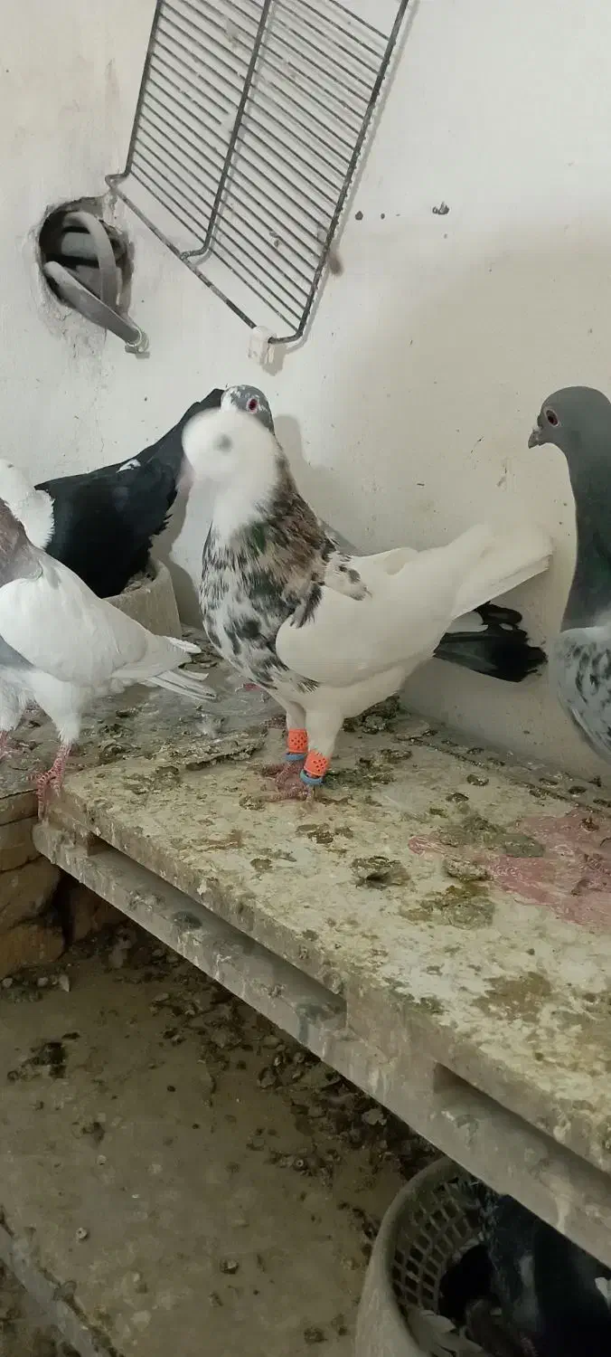 کبوتر کلاغ کله سفید طوقی کرباتی|پرنده|زاوه, |دیوار