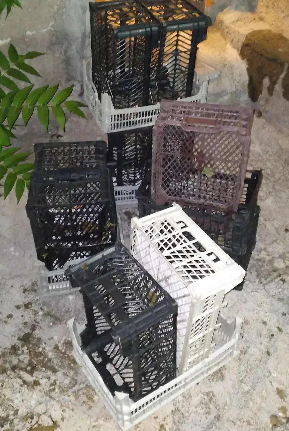 سبد پلاستیکی|ظروف نگهدارنده، پلاستیکی، یکبارمصرف|ایلام, |دیوار