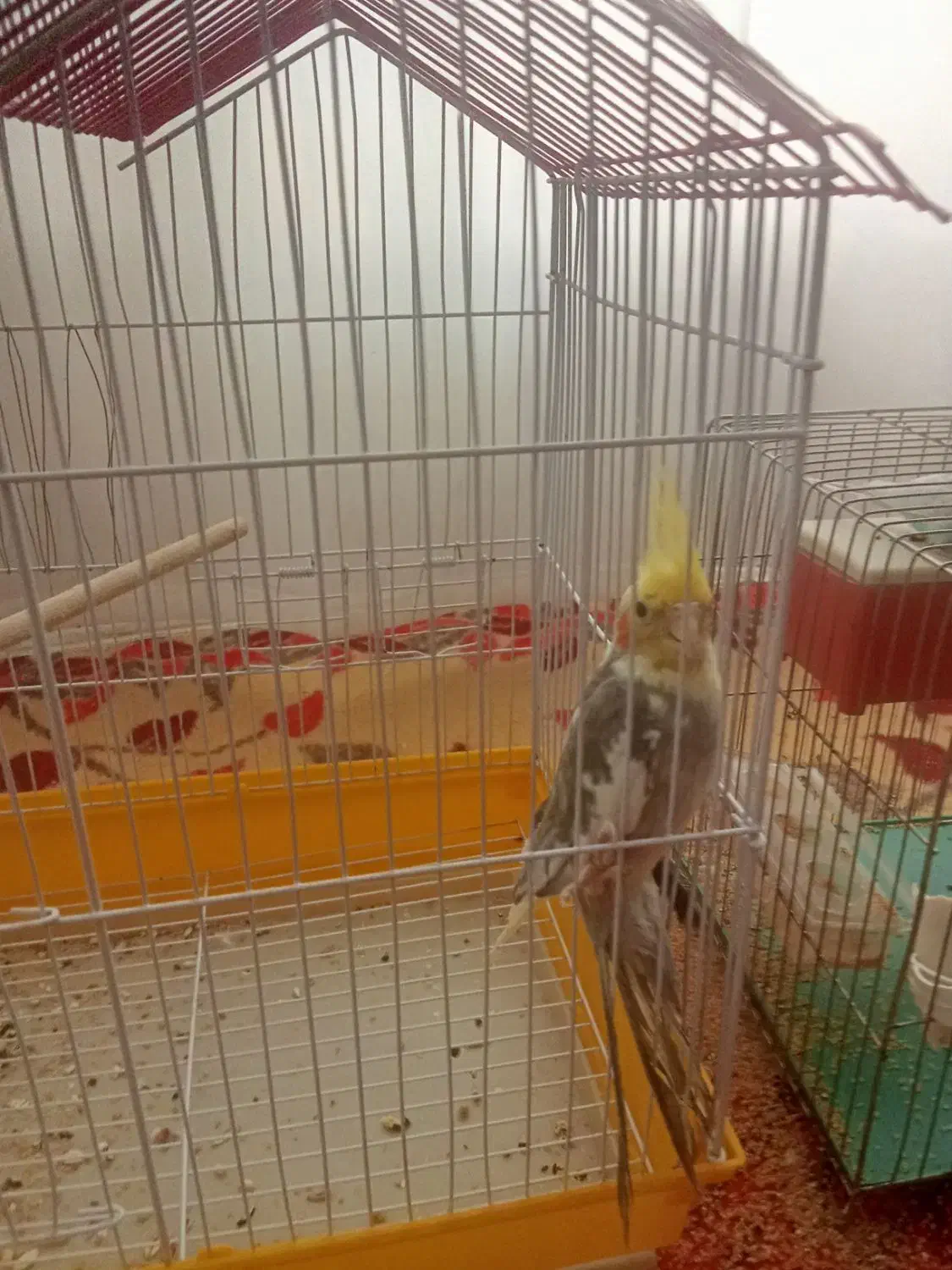 عروس  ومرغ عشق|پرنده|جلفا, |دیوار