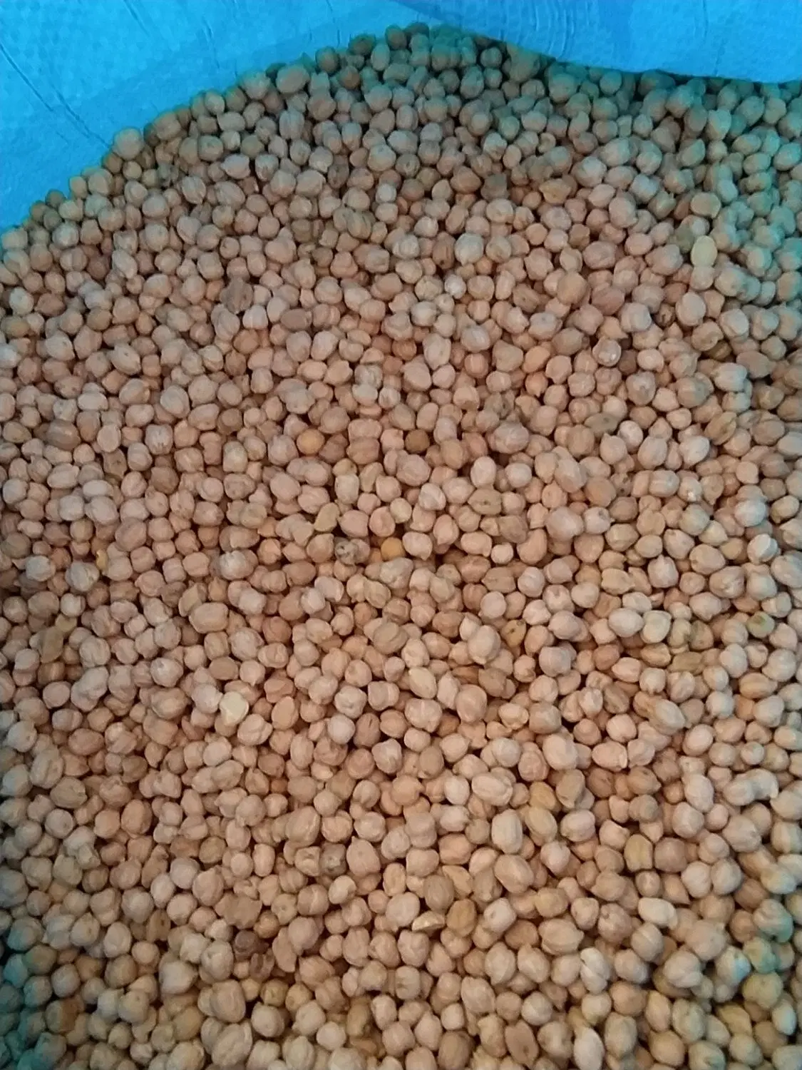 نخود|خوردنی و آشامیدنی|بندرعباس, |دیوار