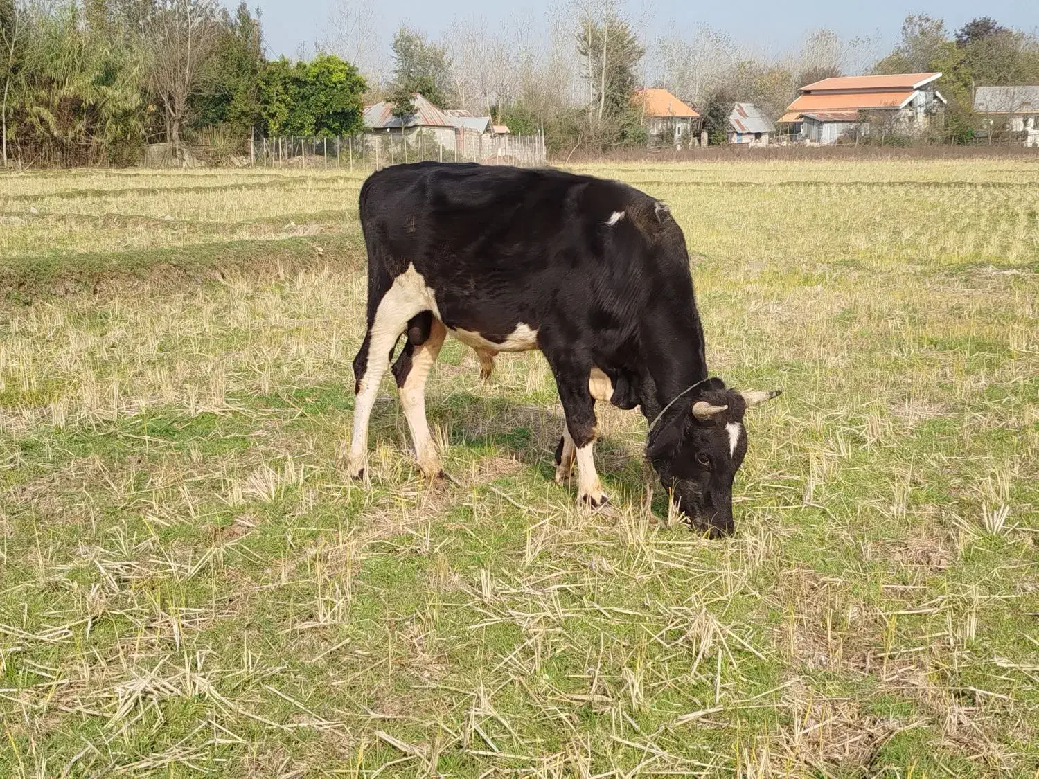 گوساله نر|حیوانات مزرعه|لاهیجان, لفمجان|دیوار