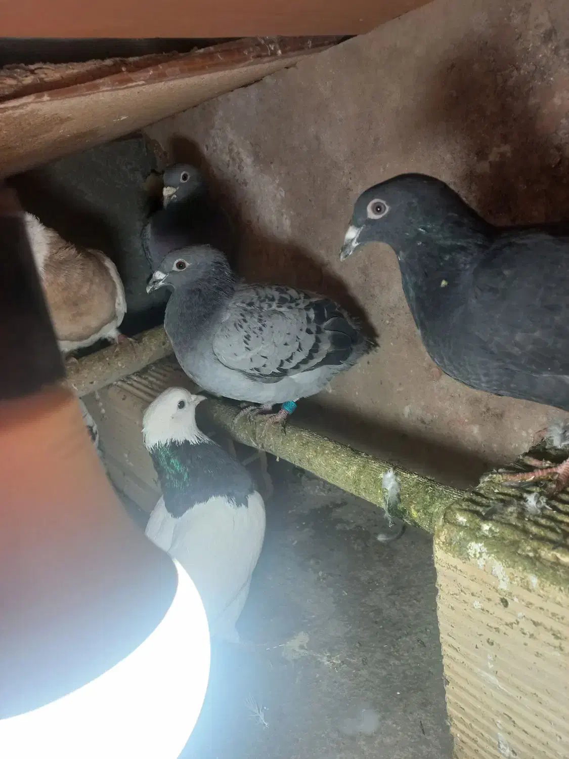 کبوتر|پرنده|ضیاء آباد, |دیوار