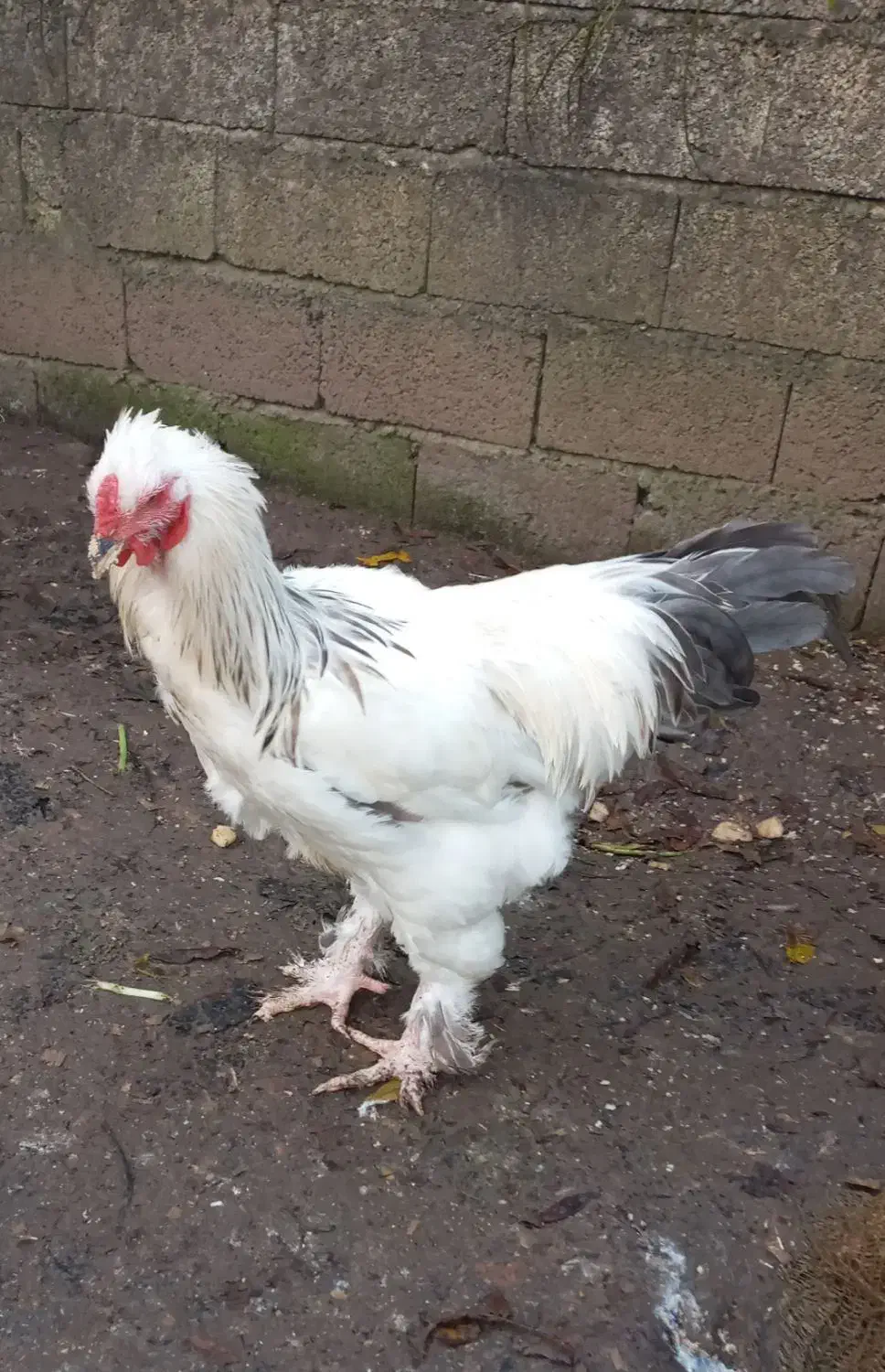 خروس پاپری نژاد برهما|حیوانات مزرعه|رانکوه, |دیوار