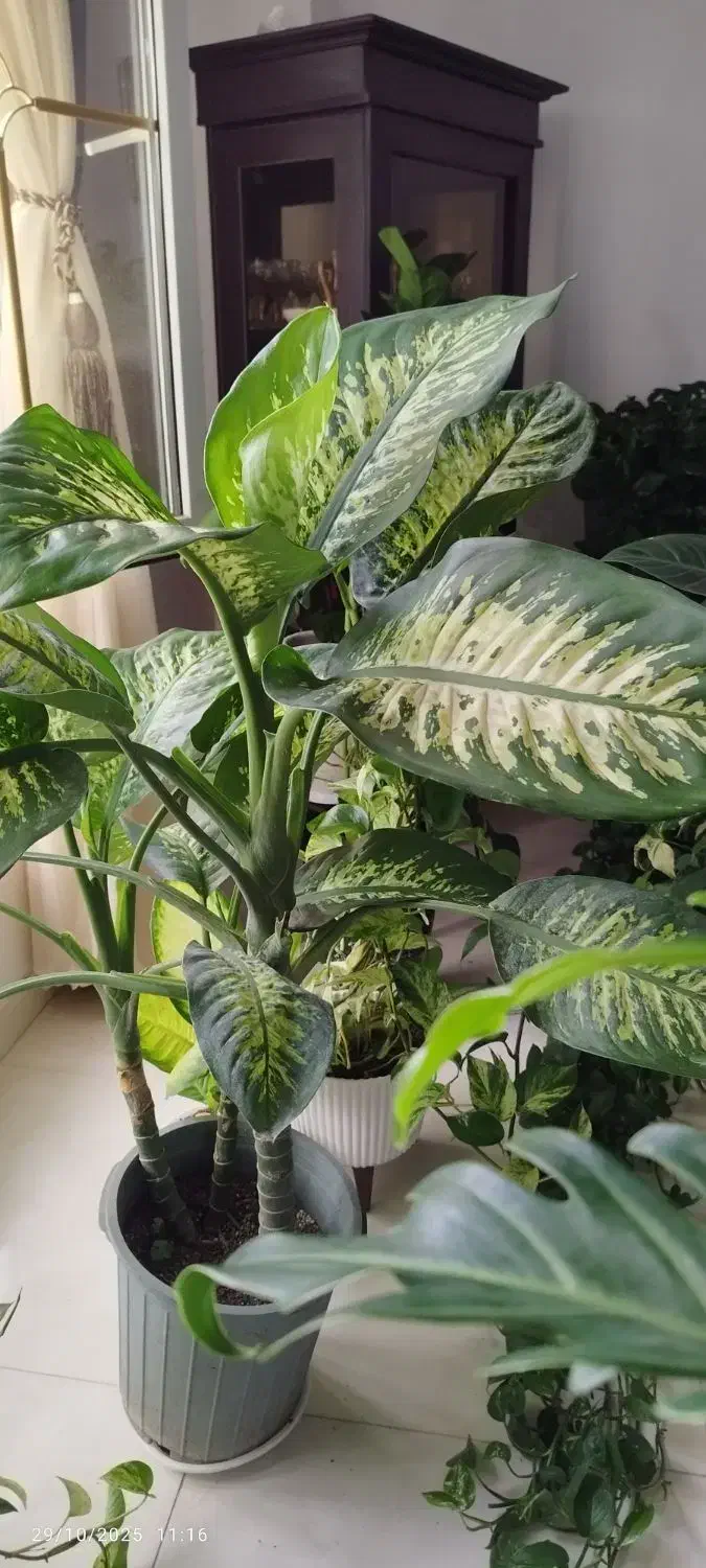 دیفن باخیا سه بوته|گل و گیاه طبیعی|خمام, |دیوار