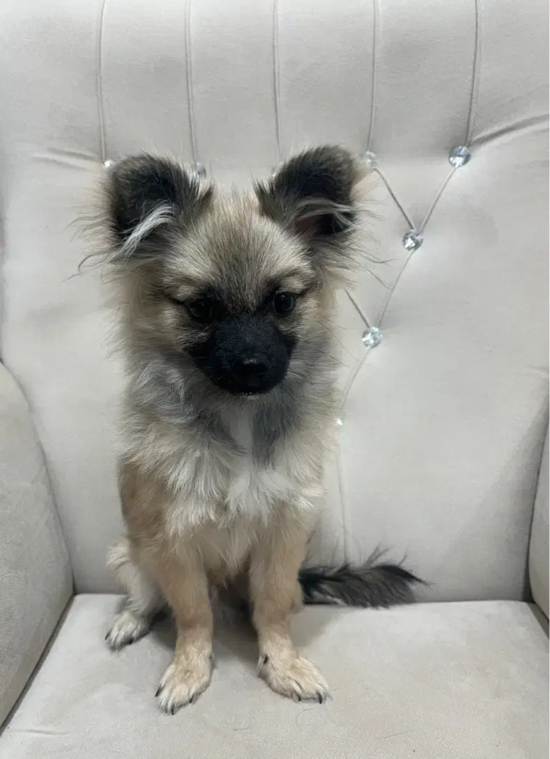 پامر خرسی|سگ|رفسنجان, |دیوار