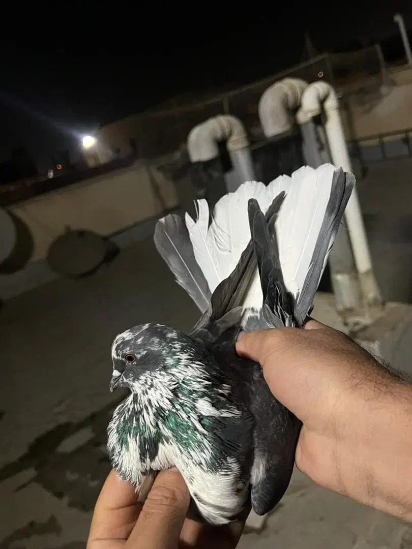 کفتر پرشی|پرنده|پاکدشت, پاکدشت (مامازند)|دیوار