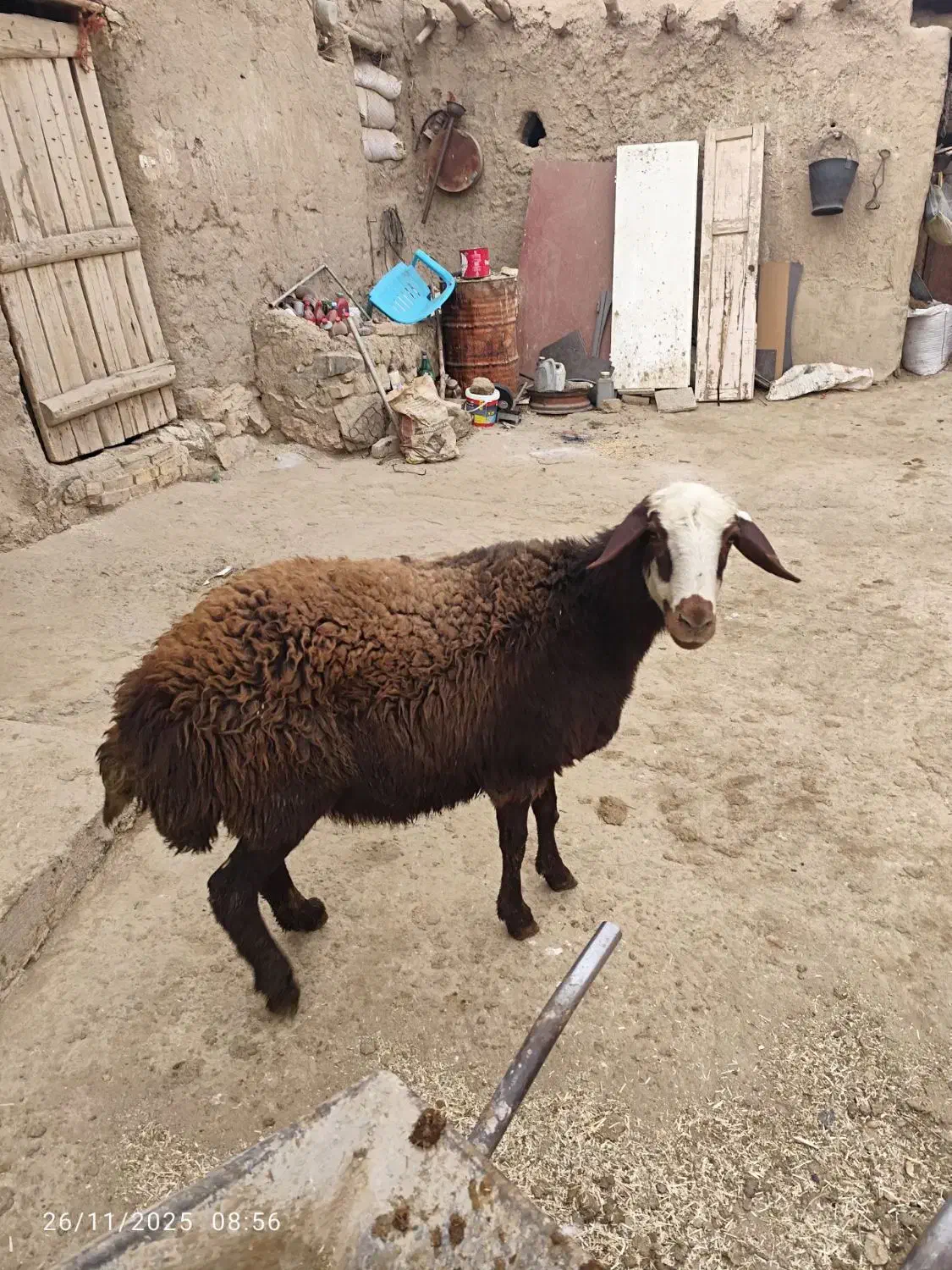 میش|حیوانات مزرعه|شراء, |دیوار