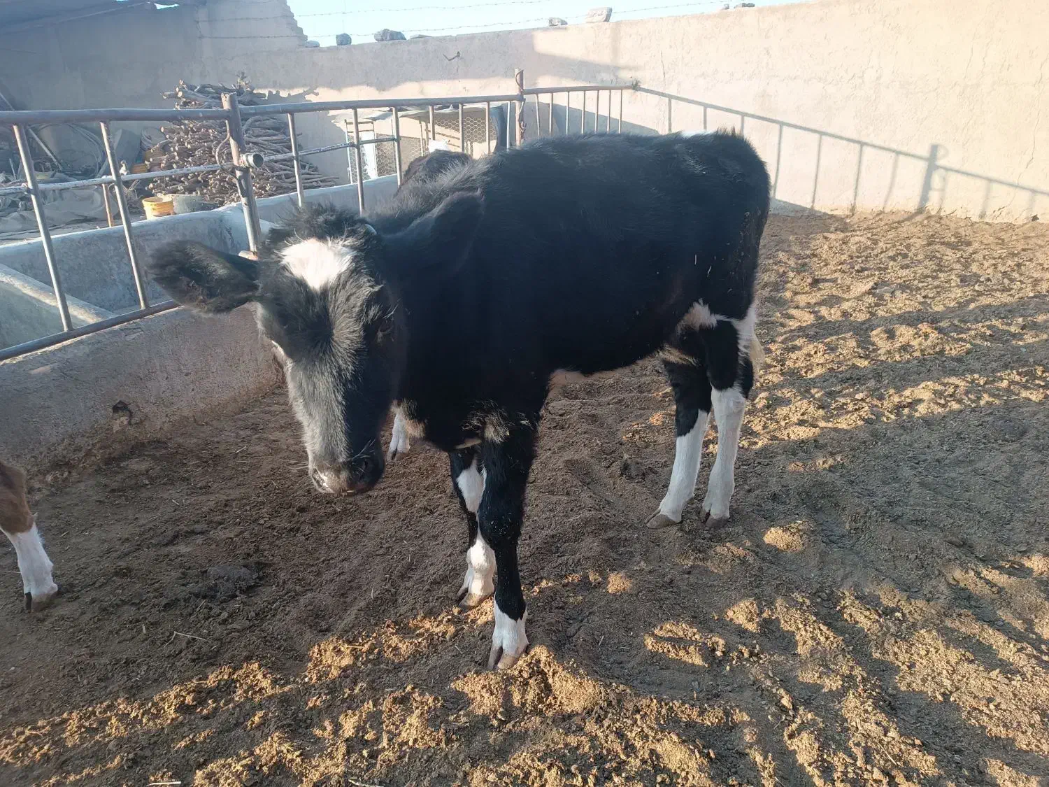 گوساله ماده سیمینتال|حیوانات مزرعه|کاشمر, |دیوار