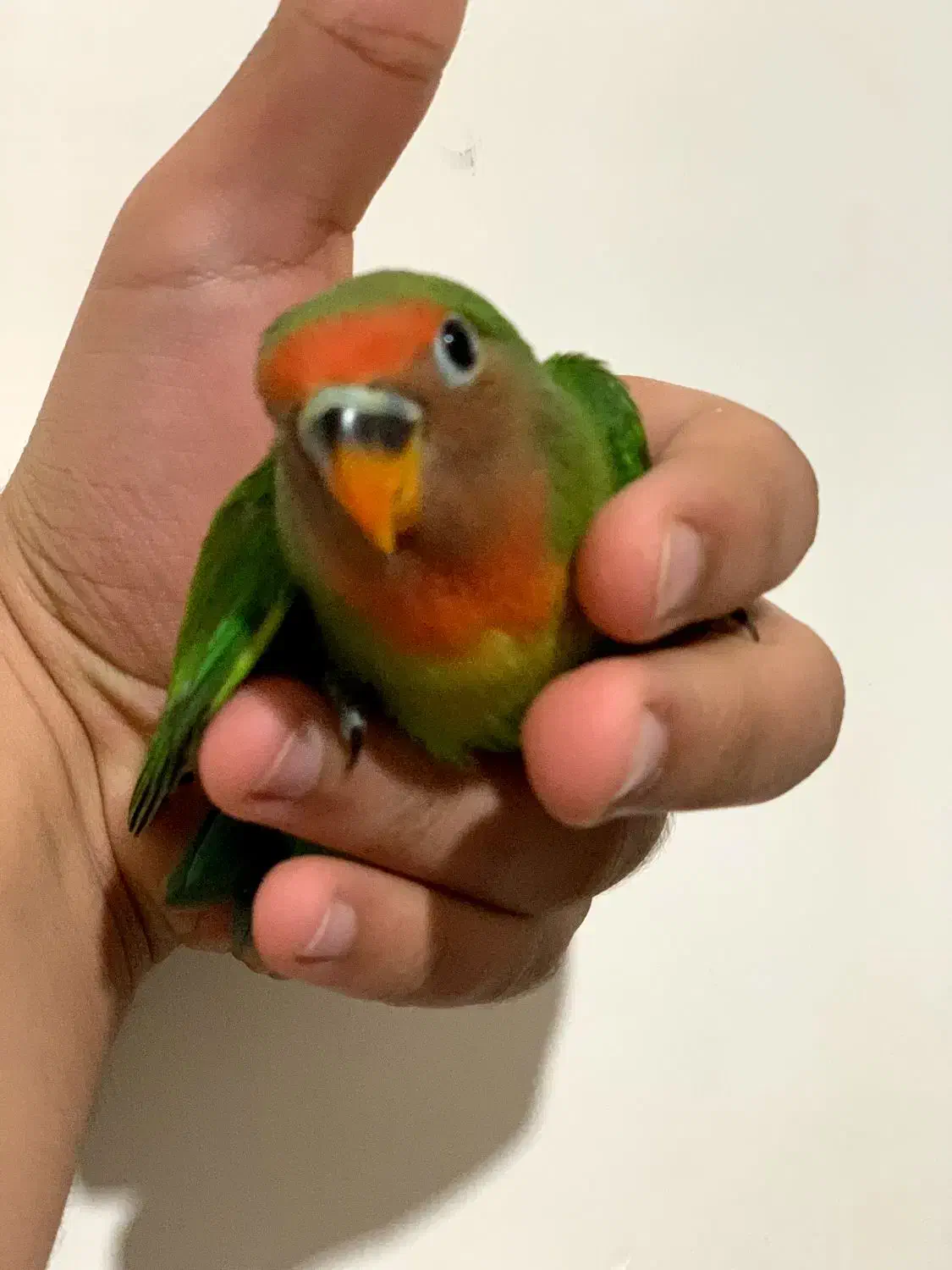 طوطی بریزیلی اوپال خاص|پرنده|سنندج, |دیوار