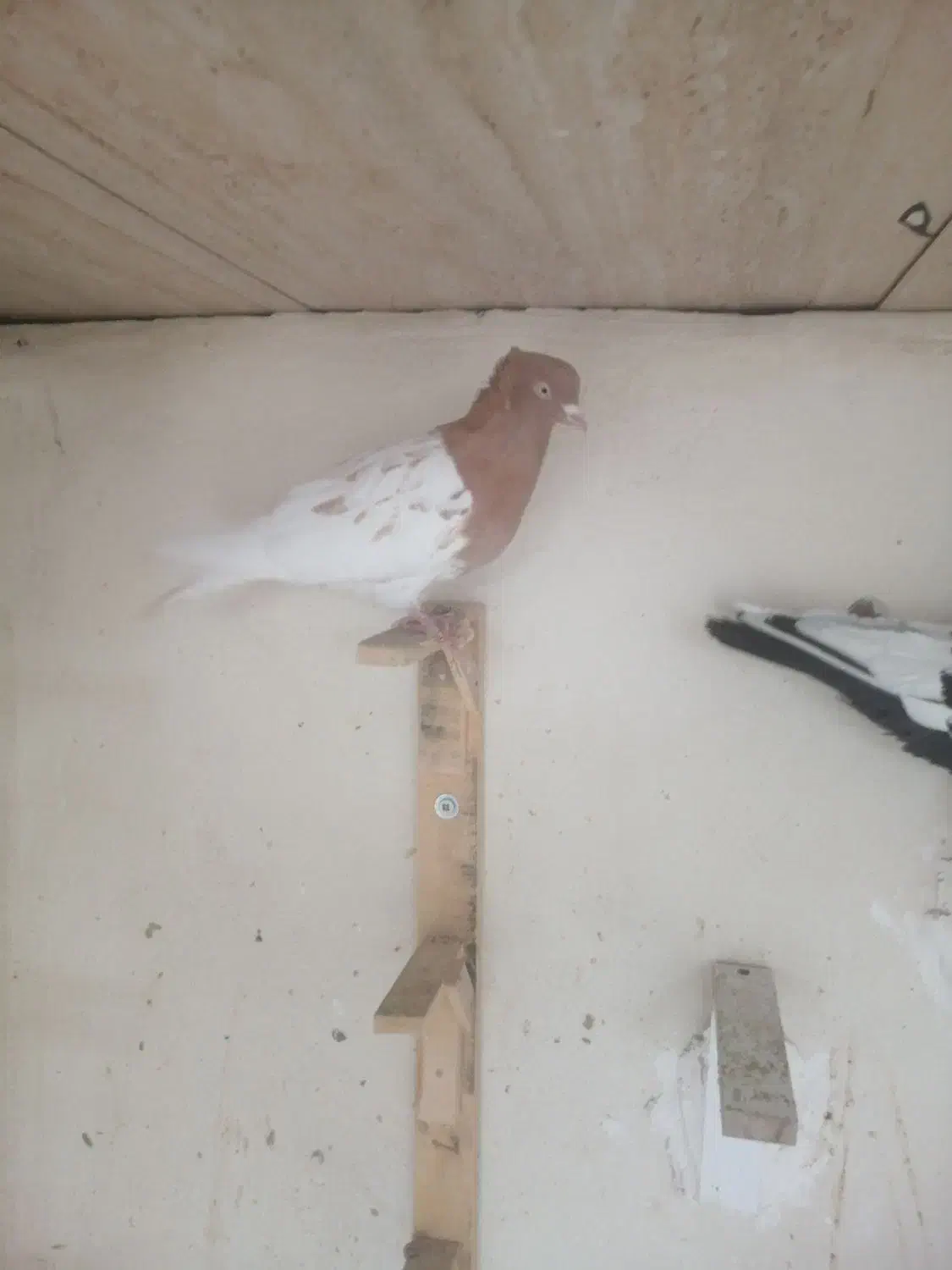 چندتا رنگی|پرنده|دزفول, |دیوار