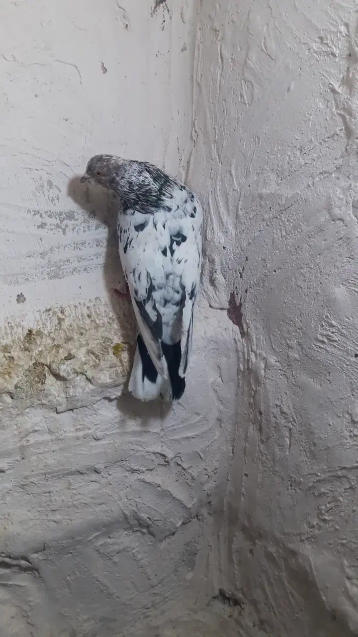 کبوتر سرور گرفتنی|پرنده|سلماس, |دیوار