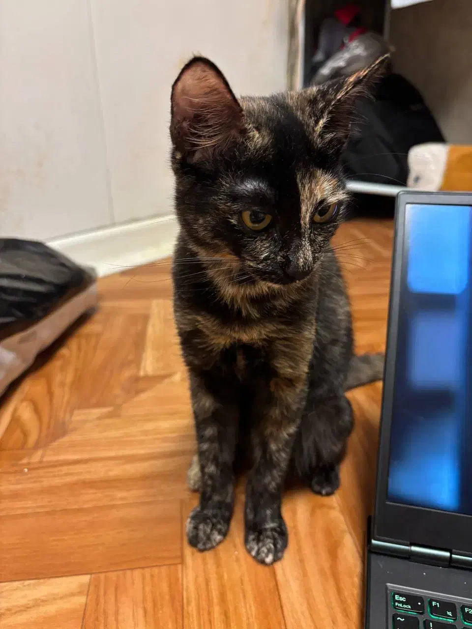 گربه کالیکو|گربه|بندر انزلی, پاسداران|دیوار