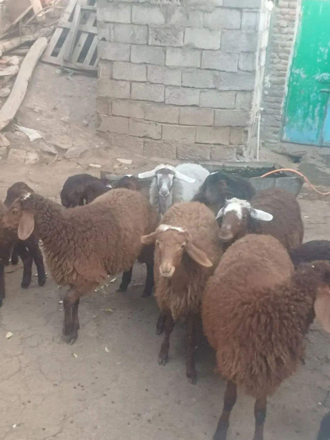 ۷راس بره دوبهر فروشی کیلویی|حیوانات مزرعه|کوراییم, |دیوار