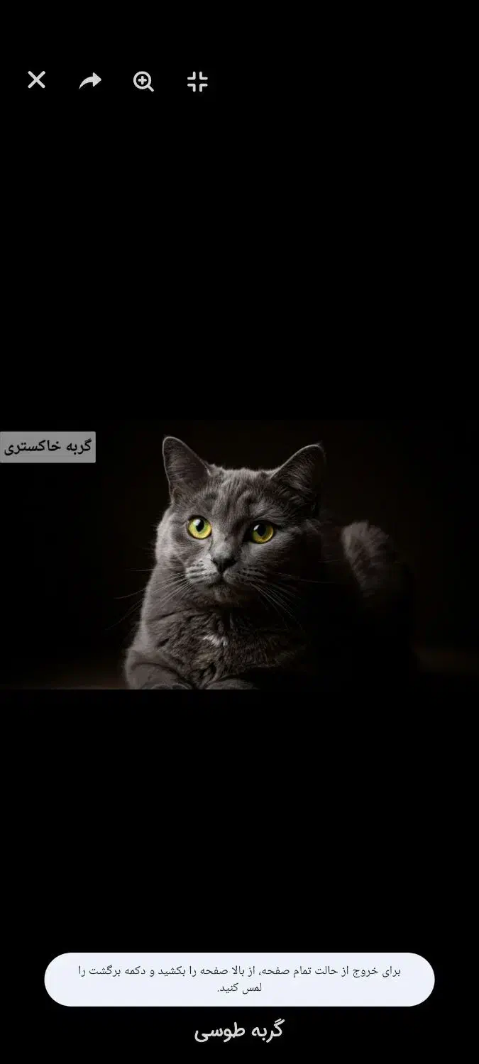 گربه طوسی چشم زرد|گربه|شیروان (خراسان), |دیوار