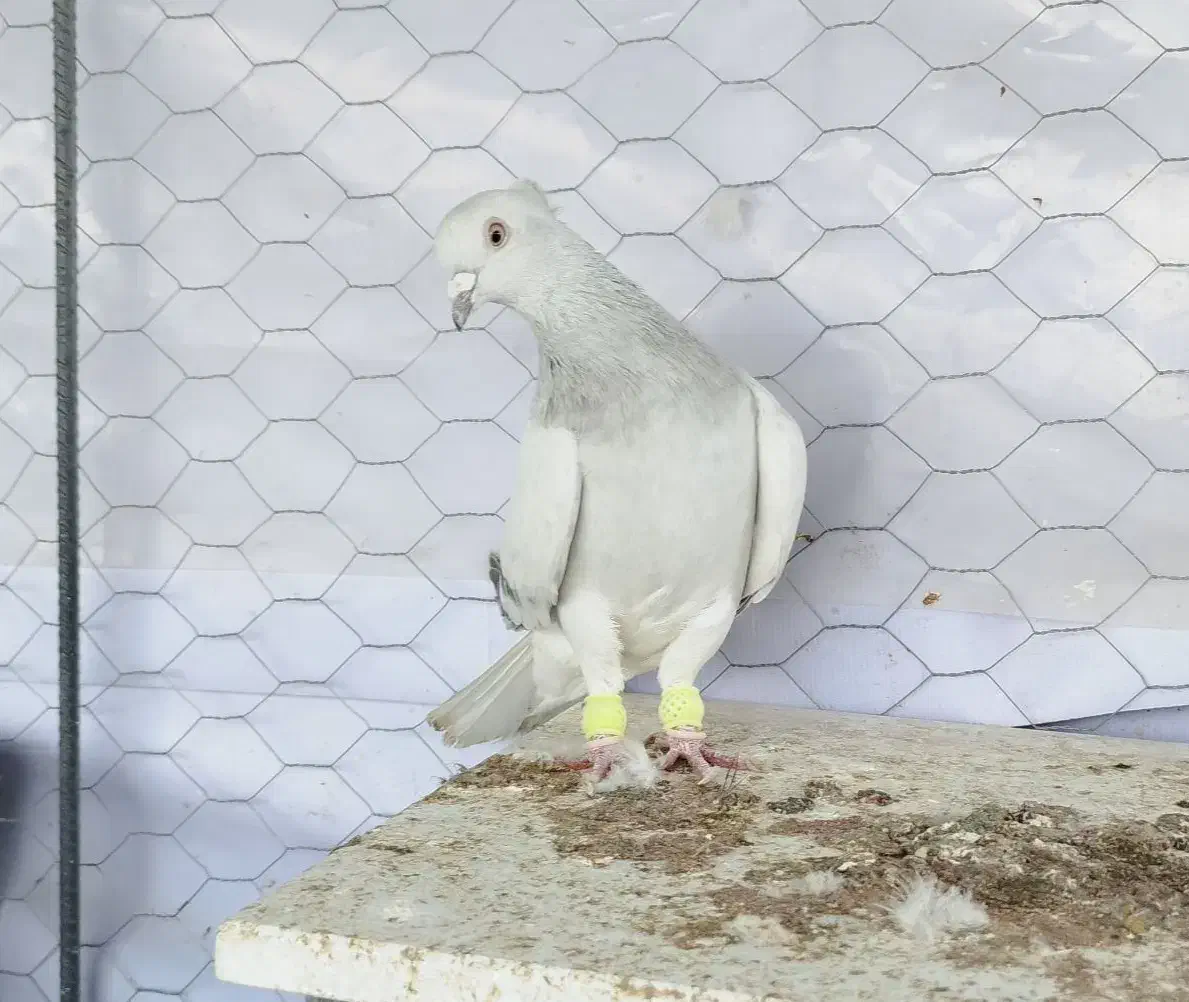 شامی دم سفیدـ سرکه ای دم سفید ـ سرخ دم سفید...|پرنده|قزوین, |دیوار