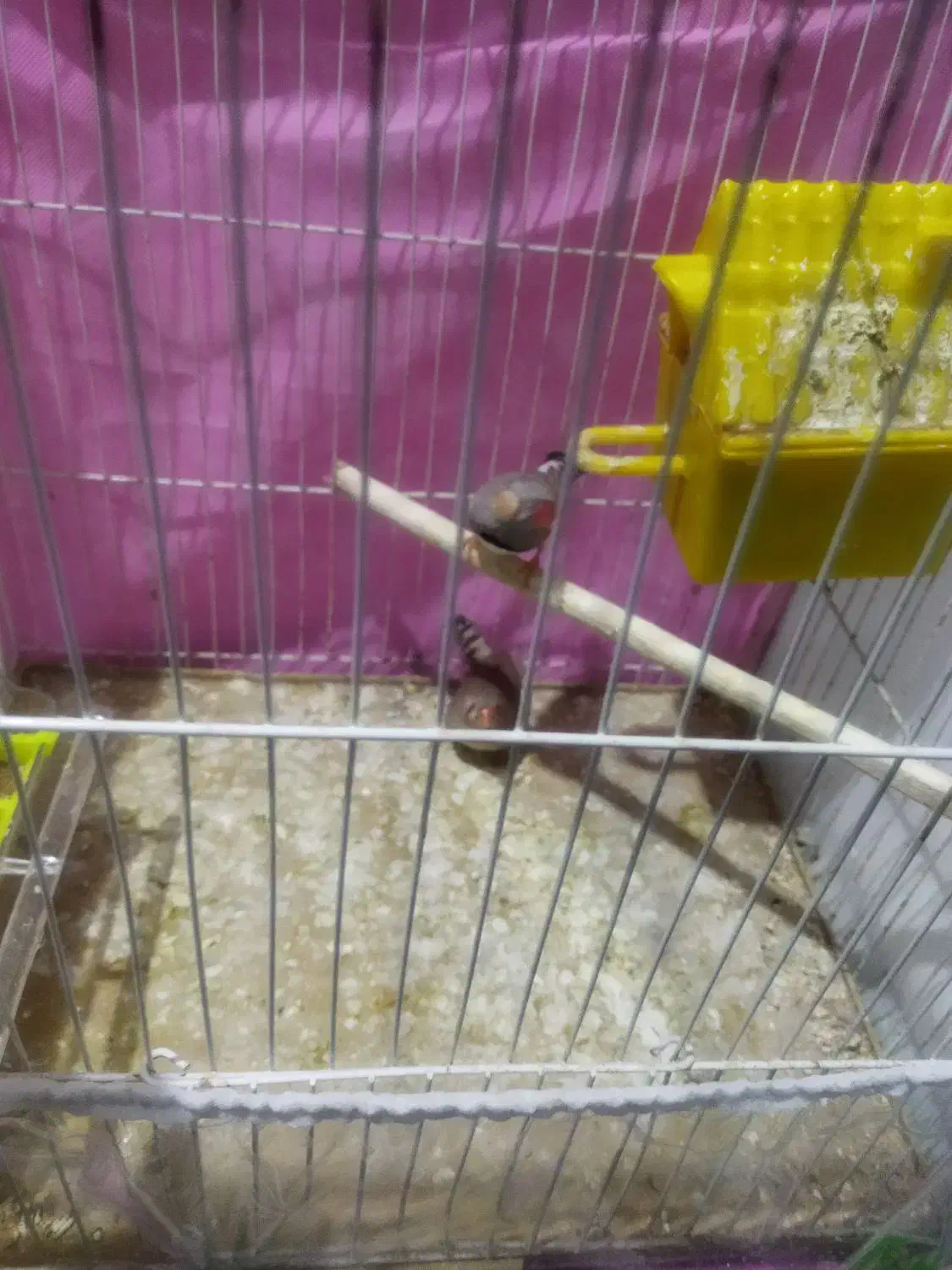 کار خانه جوجه فنچ|پرنده|چناران, |دیوار