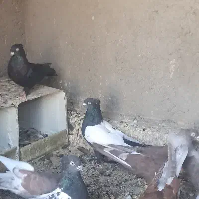 کبوتر نر سینه ای|پرنده|خمینی‌شهر, |دیوار