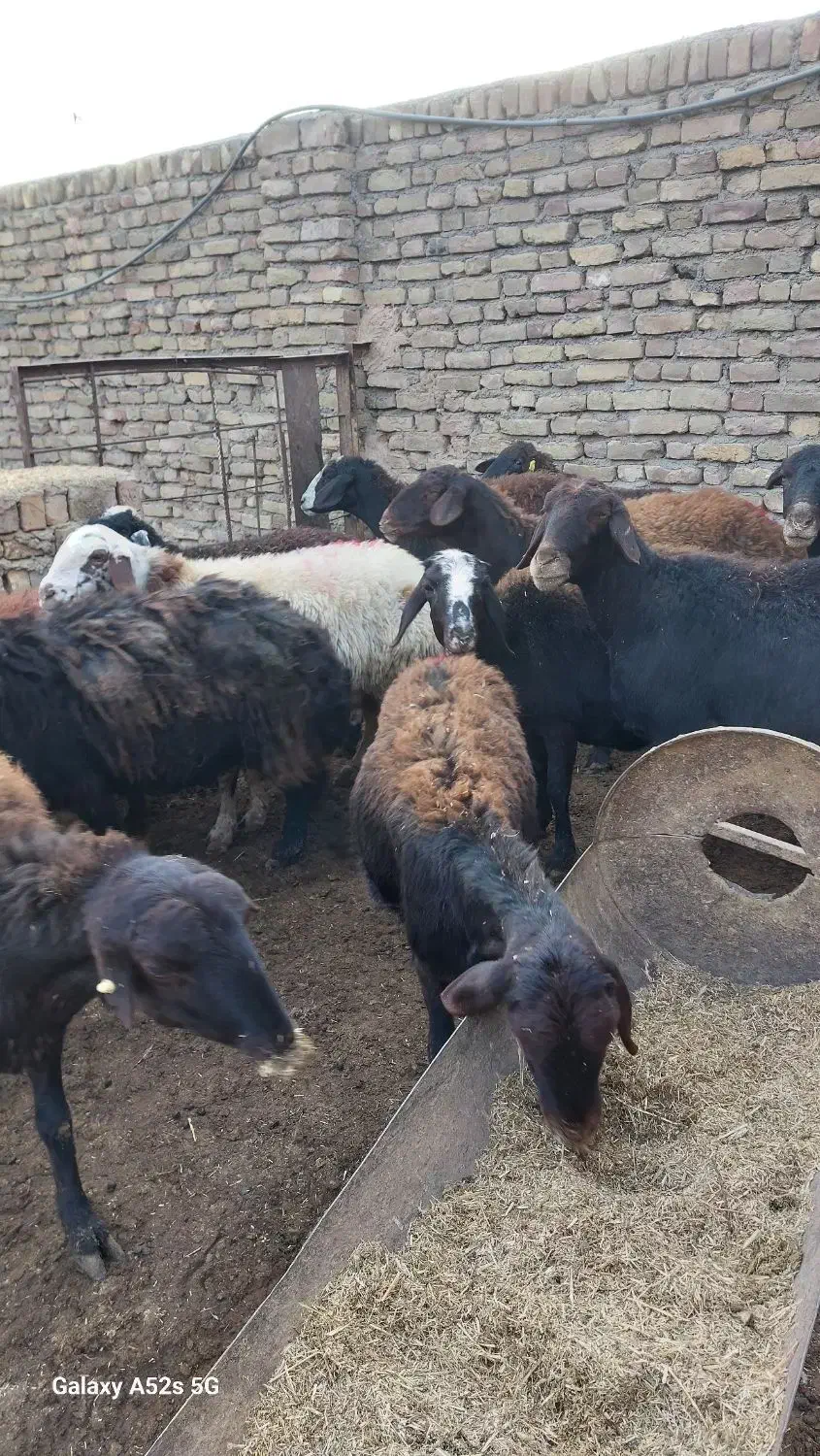 تعداد ۱۸راس میش ابستن افشاری|حیوانات مزرعه|سبزوار, قصبه شرقی|دیوار