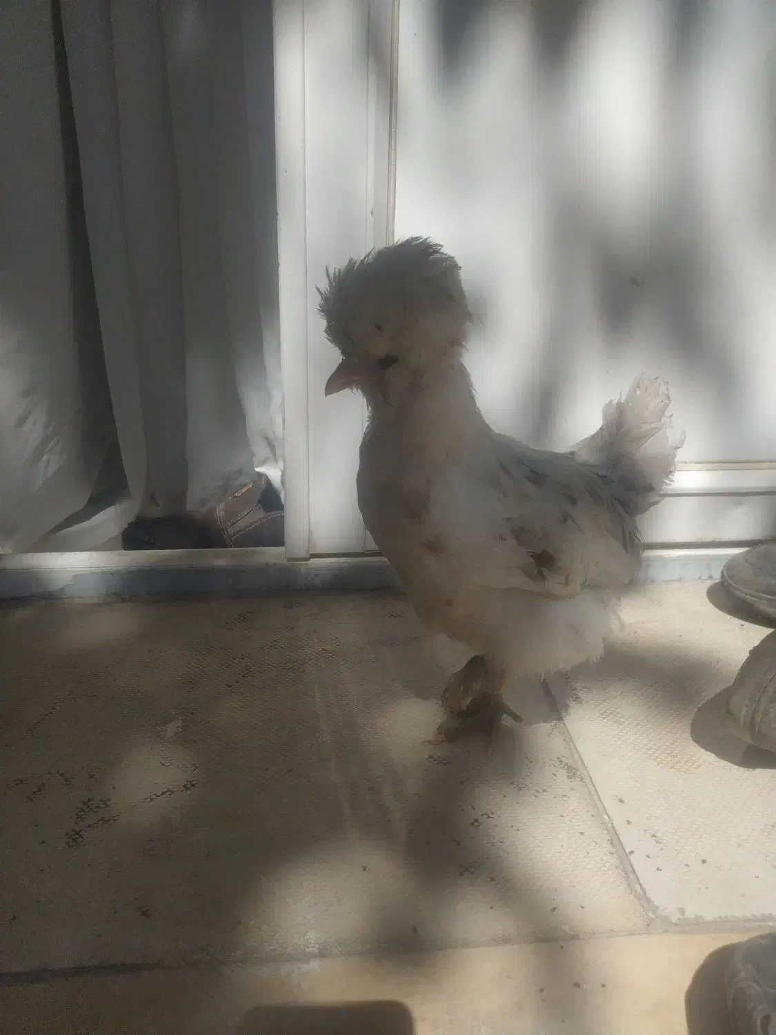 نیمچه مرغ وخروس کوشین وسلطان|حیوانات مزرعه|دهگلان, |دیوار